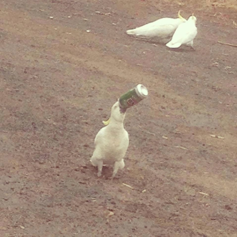 Australian animals that don't care about your stereotypes Australian animals that don't care about your stereotypes