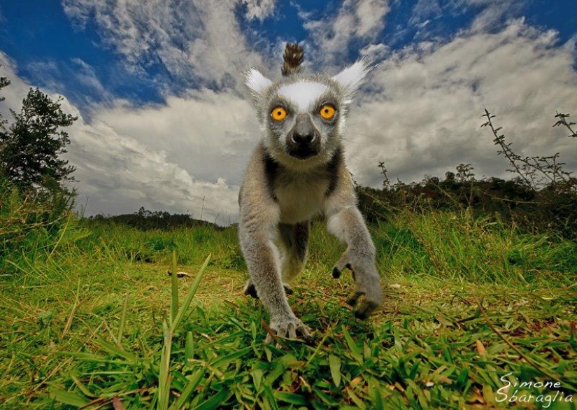 Autorretratos de lémures Autorretratos de lémures