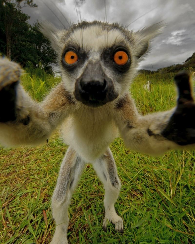 Autorretratos de lémures Autorretratos de lémures