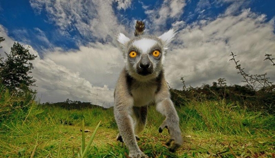 Autorretratos de lémures