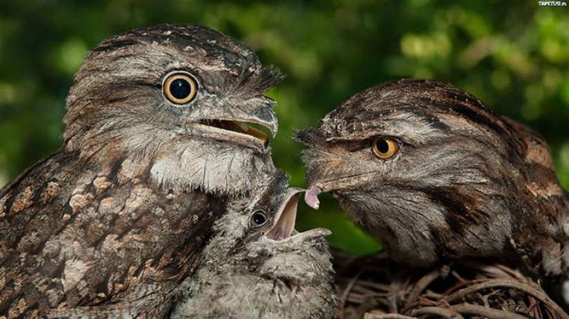 Aves que parecen búhos pero no lo son