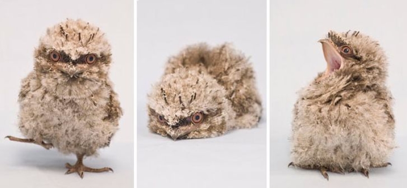 Aves que parecen búhos pero no lo son