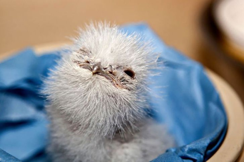 Aves que parecen búhos pero no lo son