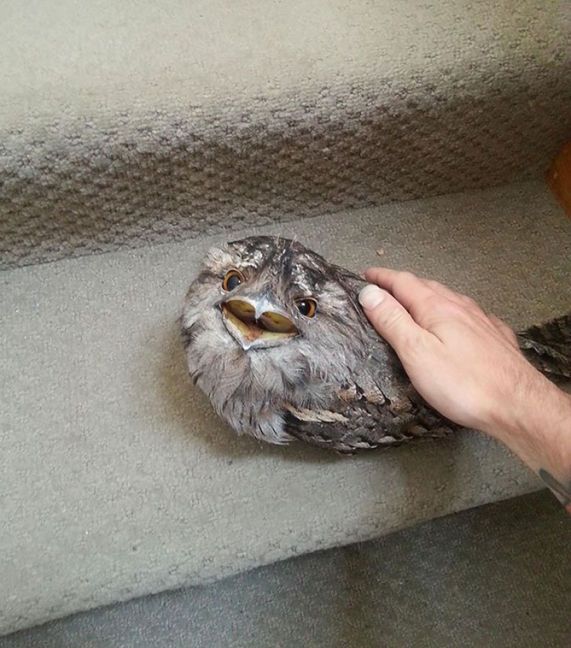 Aves que parecen búhos pero no lo son