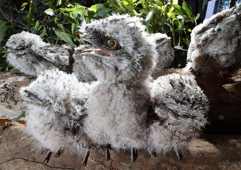 Aves que parecen búhos pero no lo son