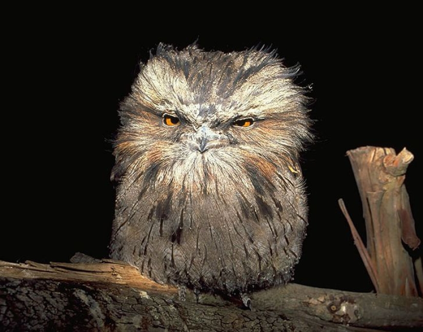 Aves que parecen búhos pero no lo son