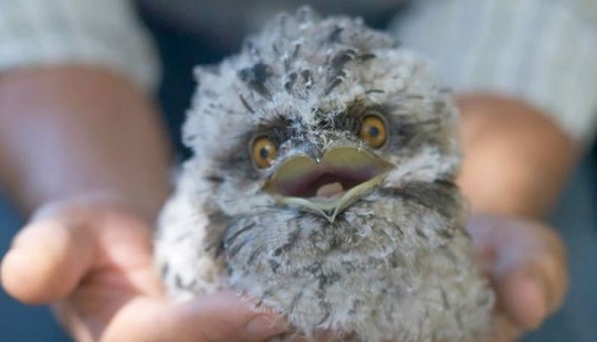 Aves que parecen búhos pero no lo son Aves que parecen búhos pero no lo son