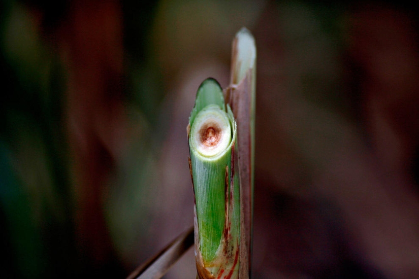 azúcar y sal azúcar y sal
