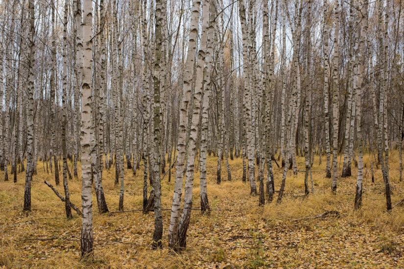 Bailando con águilas Bailando con águilas
