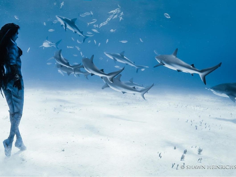 Bailando con tiburones tigre Bailando con tiburones tigre