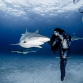 Bailando con tiburones tigre