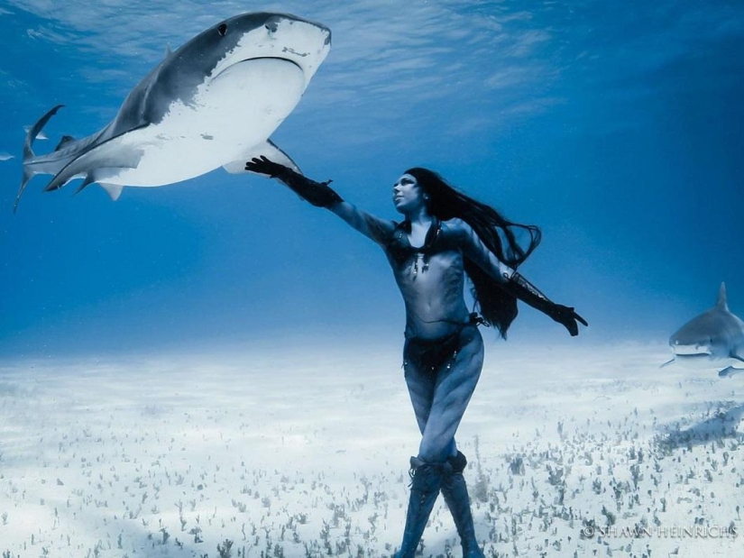 Bailando con tiburones tigre Bailando con tiburones tigre