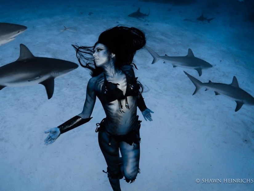 Bailando con tiburones tigre Bailando con tiburones tigre