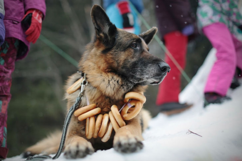 "Bakshevskaya Maslitsa" en un claro secreto en la región de Moscú