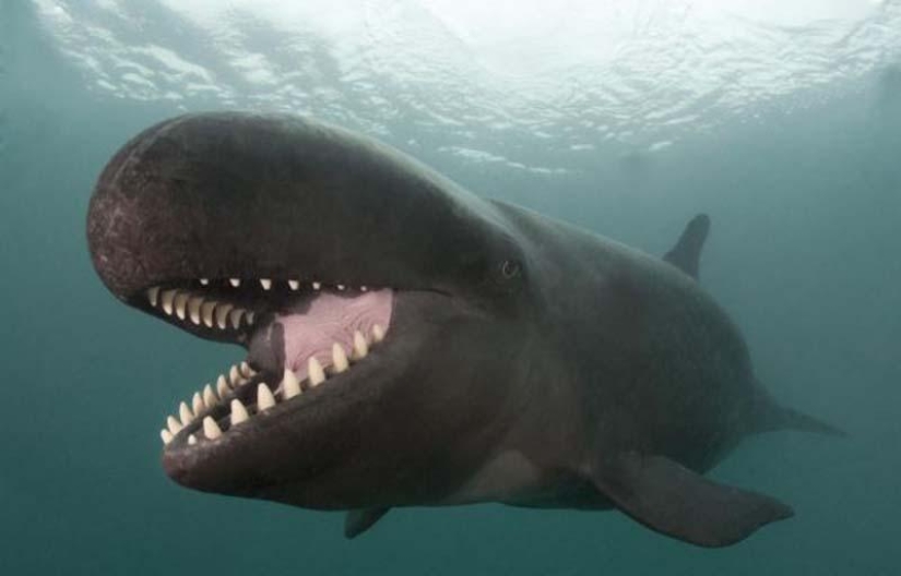 ballena sonriente ballena sonriente