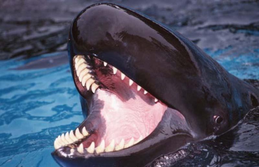 ballena sonriente ballena sonriente