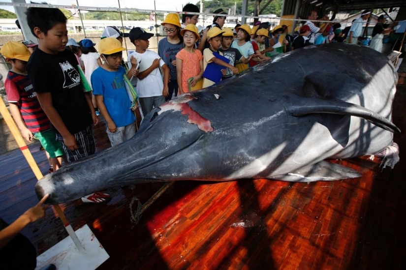 Balleneros japoneses masacraron a una ballena frente a una multitud de escolares Balleneros japoneses masacraron a una ballena frente a una multitud de escolares