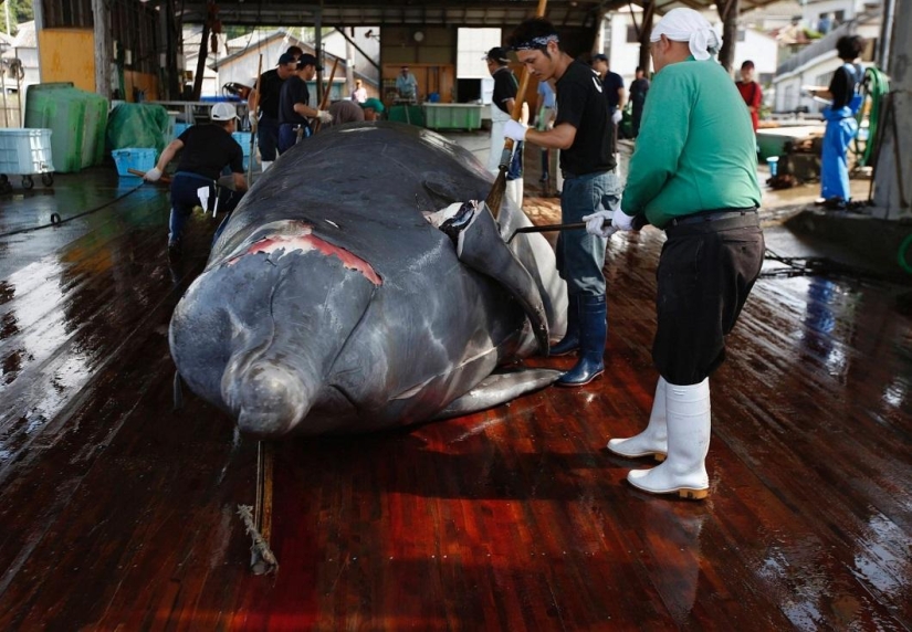 Balleneros japoneses masacraron a una ballena frente a una multitud de escolares Balleneros japoneses masacraron a una ballena frente a una multitud de escolares