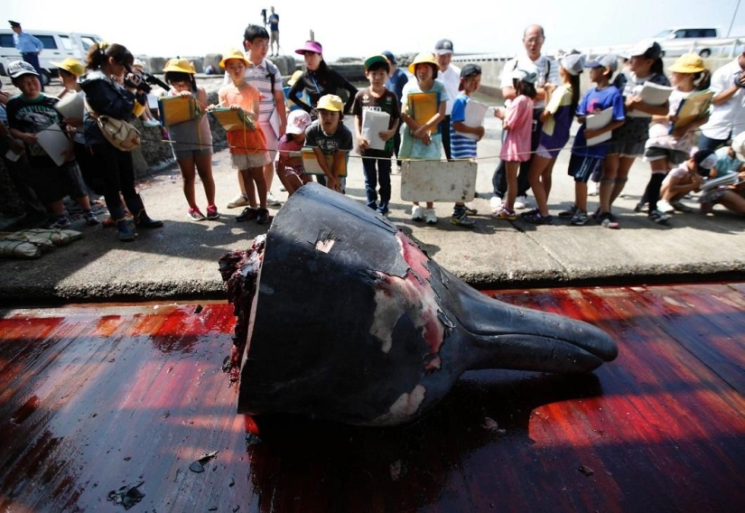 Balleneros japoneses masacraron a una ballena frente a una multitud de escolares Balleneros japoneses masacraron a una ballena frente a una multitud de escolares