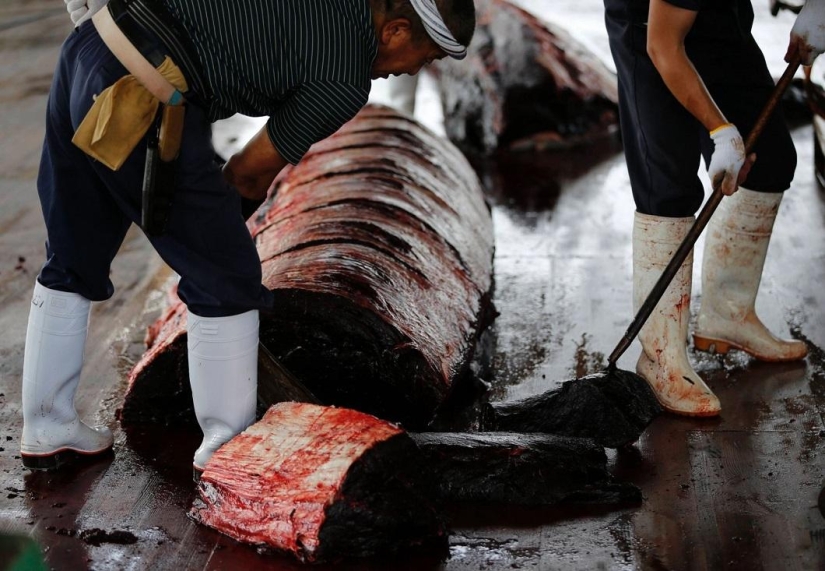 Balleneros japoneses masacraron a una ballena frente a una multitud de escolares Balleneros japoneses masacraron a una ballena frente a una multitud de escolares