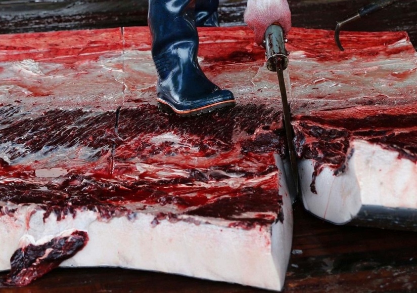 Balleneros japoneses masacraron a una ballena frente a una multitud de escolares Balleneros japoneses masacraron a una ballena frente a una multitud de escolares
