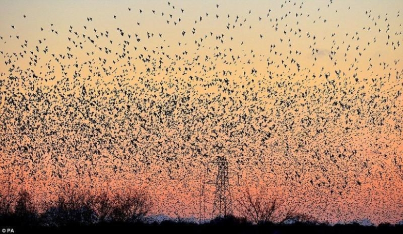 Ballet en el cielo: los estorninos volaron a Gran Bretaña Ballet en el cielo: los estorninos volaron a Gran Bretaña