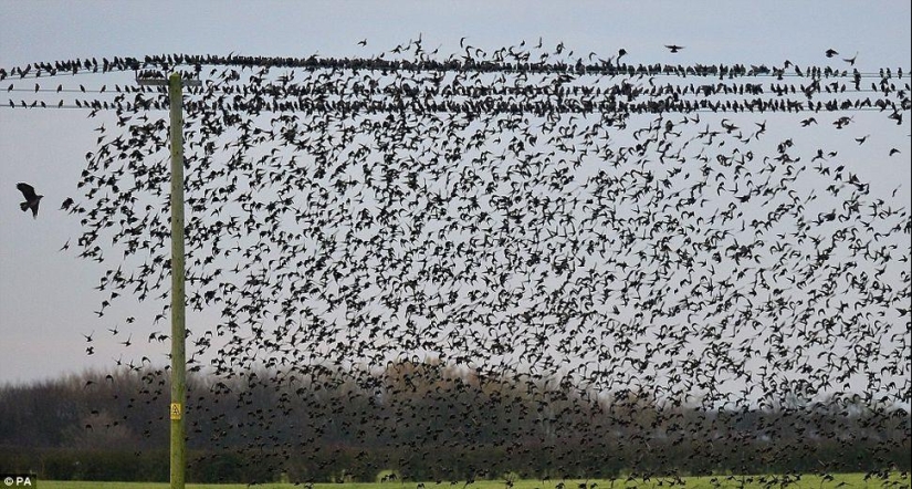 Ballet en el cielo: los estorninos volaron a Gran Bretaña Ballet en el cielo: los estorninos volaron a Gran Bretaña