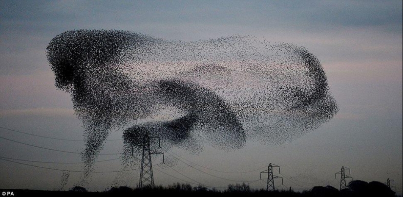 Ballet en el cielo: los estorninos volaron a Gran Bretaña Ballet en el cielo: los estorninos volaron a Gran Bretaña