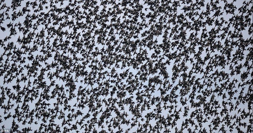 Ballet en el cielo: los estorninos volaron a Gran Bretaña Ballet en el cielo: los estorninos volaron a Gran Bretaña