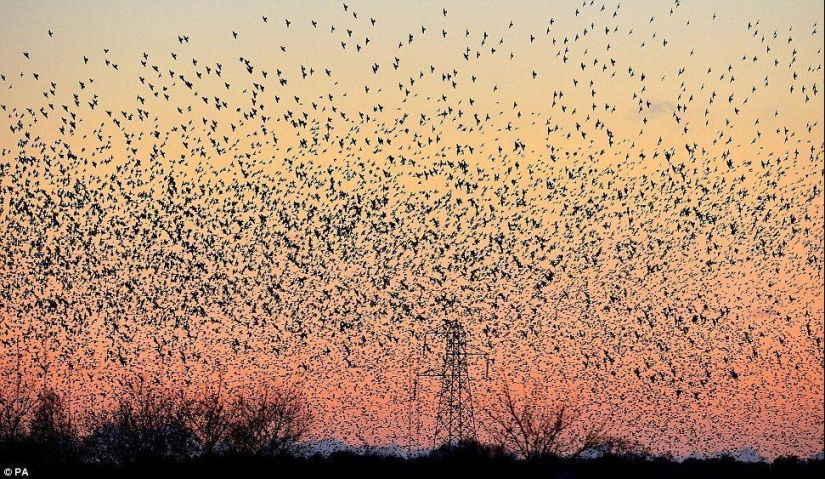 Ballet en el cielo: los estorninos volaron a Gran Bretaña Ballet en el cielo: los estorninos volaron a Gran Bretaña