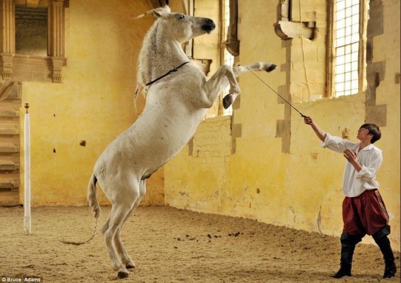 Ballet school for horses Ballet school for horses