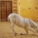Ballet school for horses