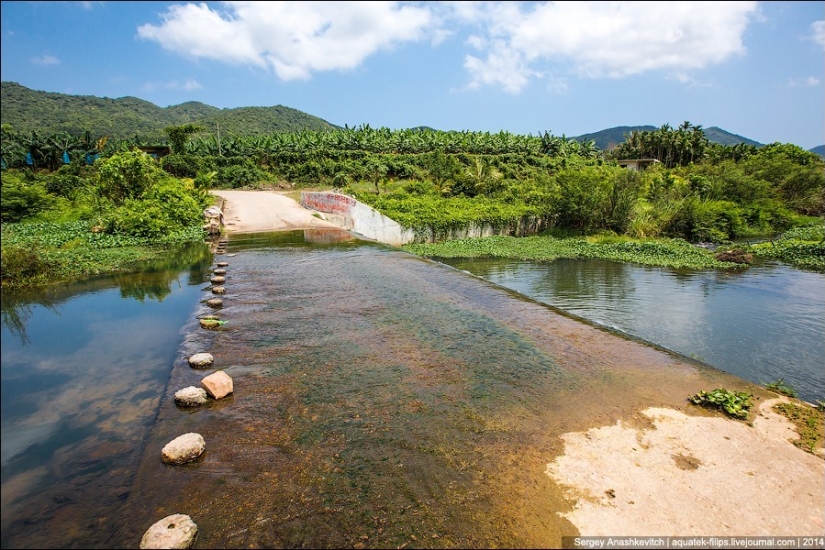 Banana plantation in China