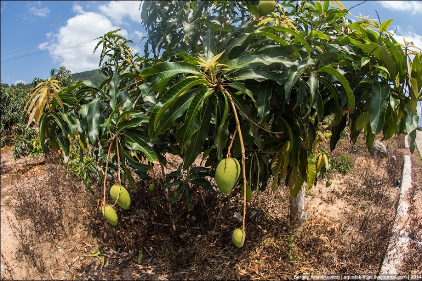 Banana plantation in China