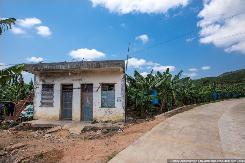 Banana plantation in China