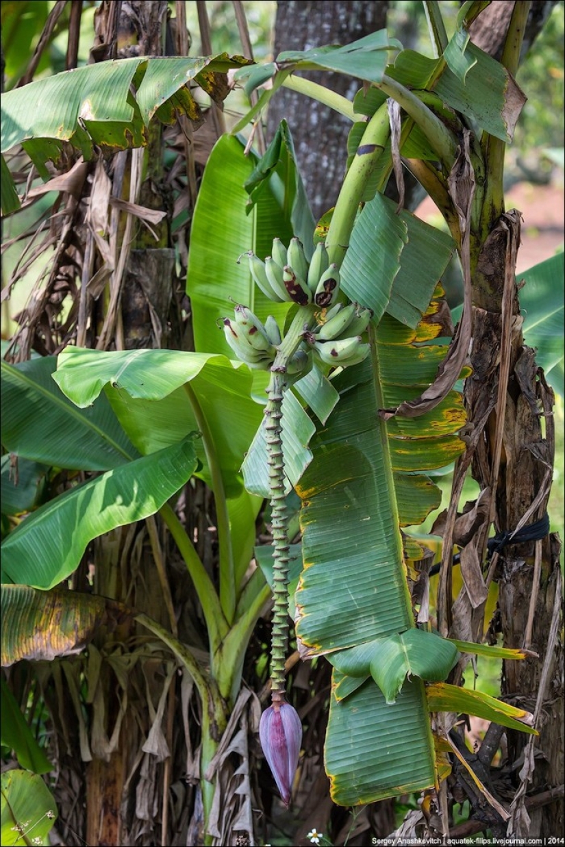 Banana plantation in China