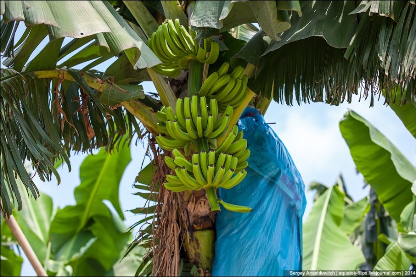 Banana plantation in China