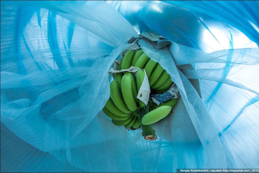 Banana plantation in China