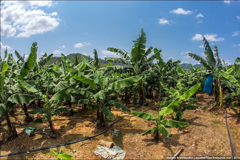 Banana plantation in China
