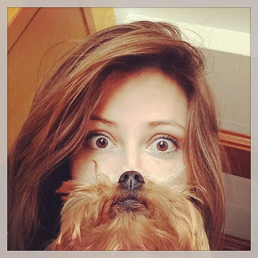 barbas de perro