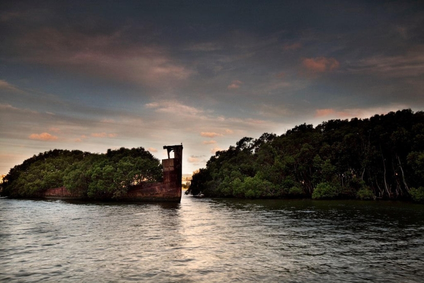 Barco abandonado SS Ayrfield - bosque de manglar flotante Barco abandonado SS Ayrfield - bosque de manglar flotante