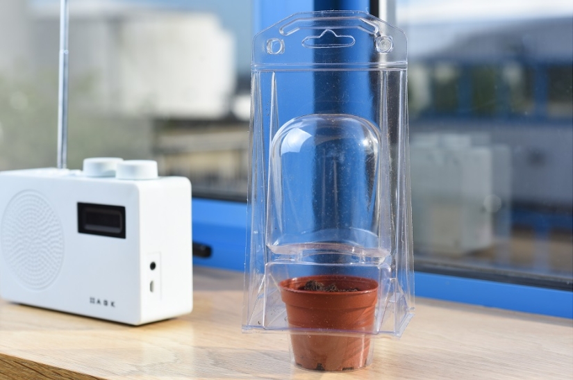 Beans meaning pain Beans meaning pain