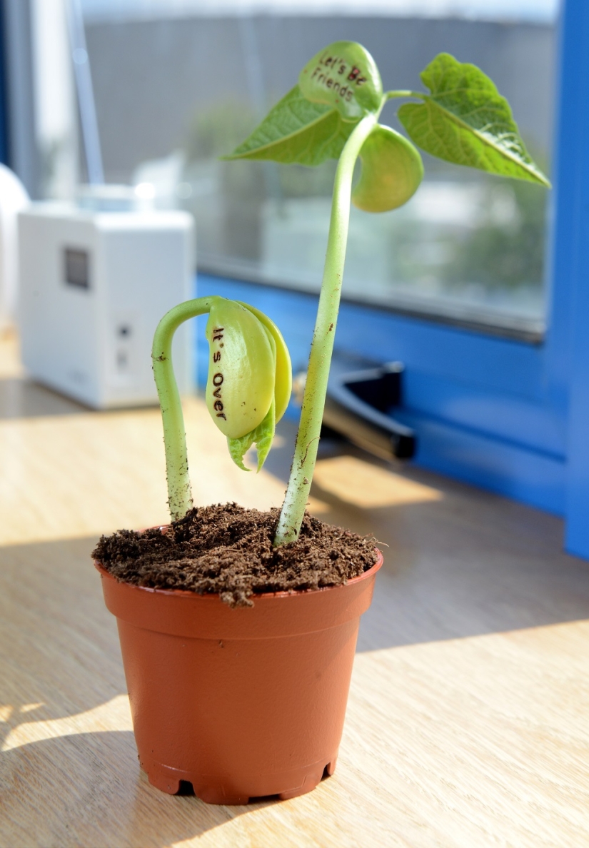 Beans meaning pain Beans meaning pain