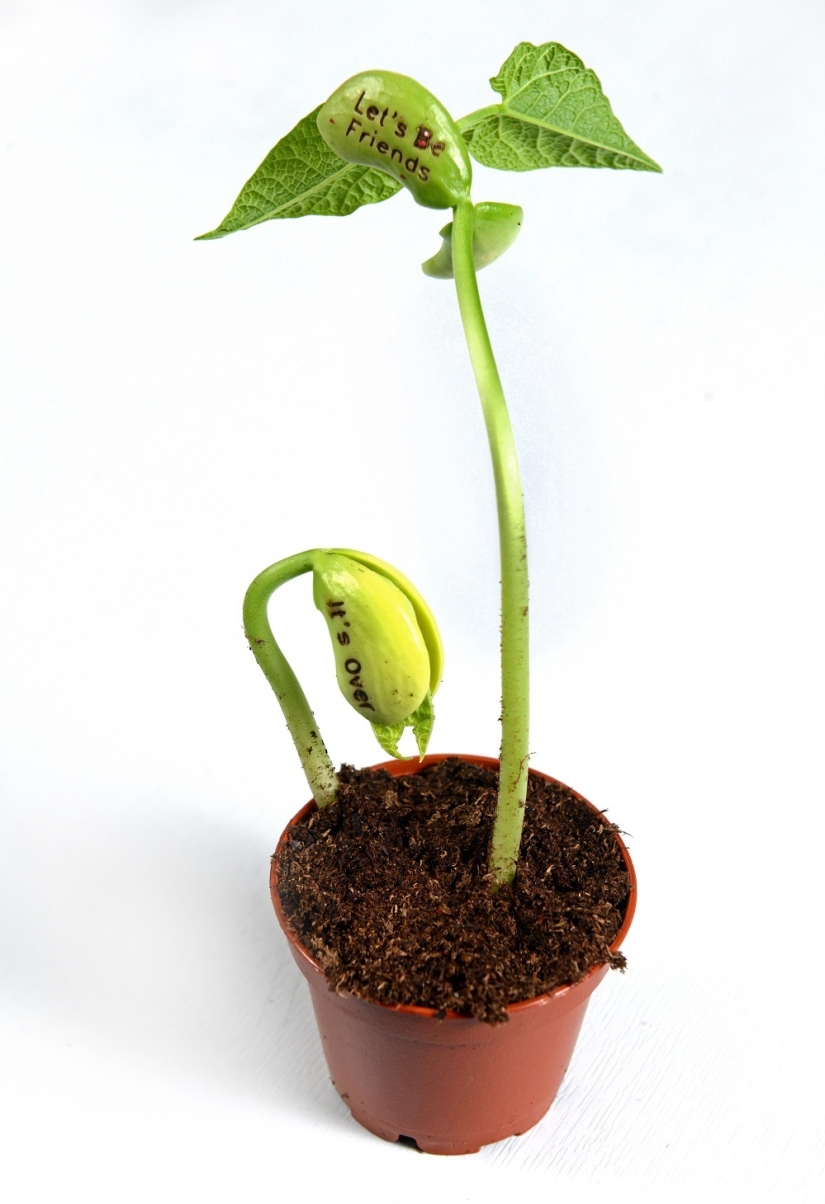 Beans meaning pain Beans meaning pain