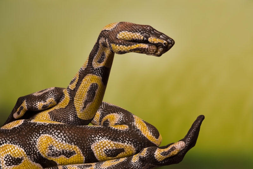 Beasthands by Guido Danielle