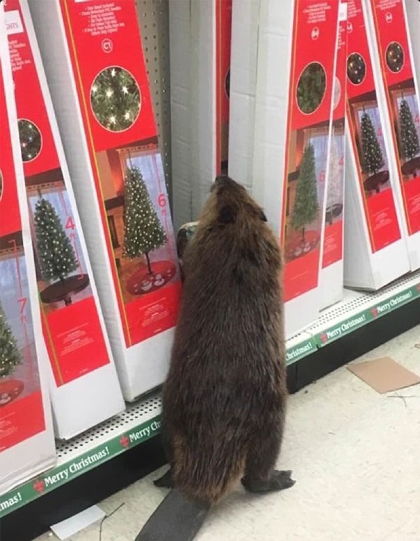 Beaver — the thief of Christmas Beaver — the thief of Christmas