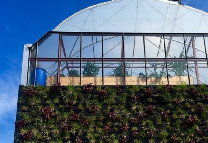 Beds between rooms: the family settled in a greenhouse house for three years