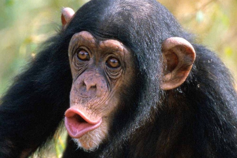 "Beethoven was a tough guy, I answer"