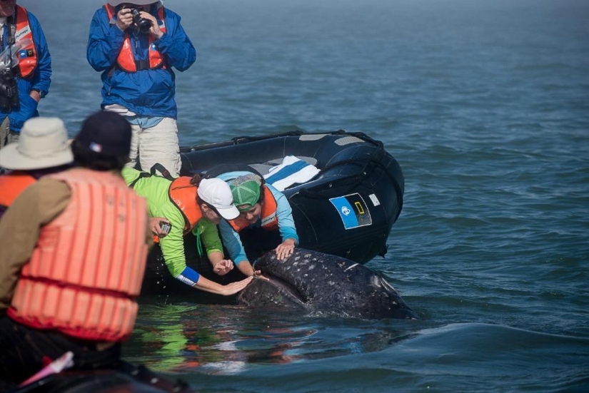 besa a la ballena besa a la ballena