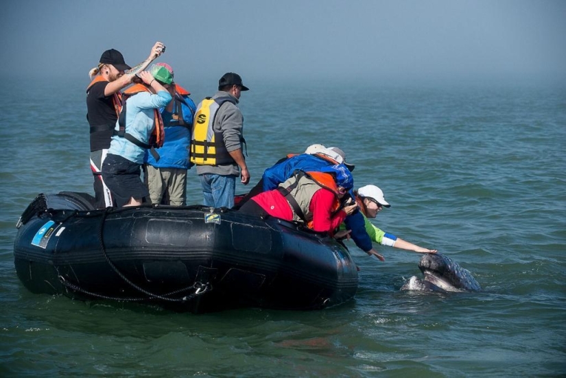 besa a la ballena besa a la ballena